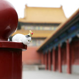Seven Season Forbidden City Royal Cat Ming Dynasty Little Prince Miniature Figurine